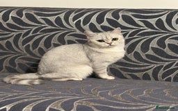 Brazilian Shorthair cats for sale: British Short Hair For Sale - Image 4