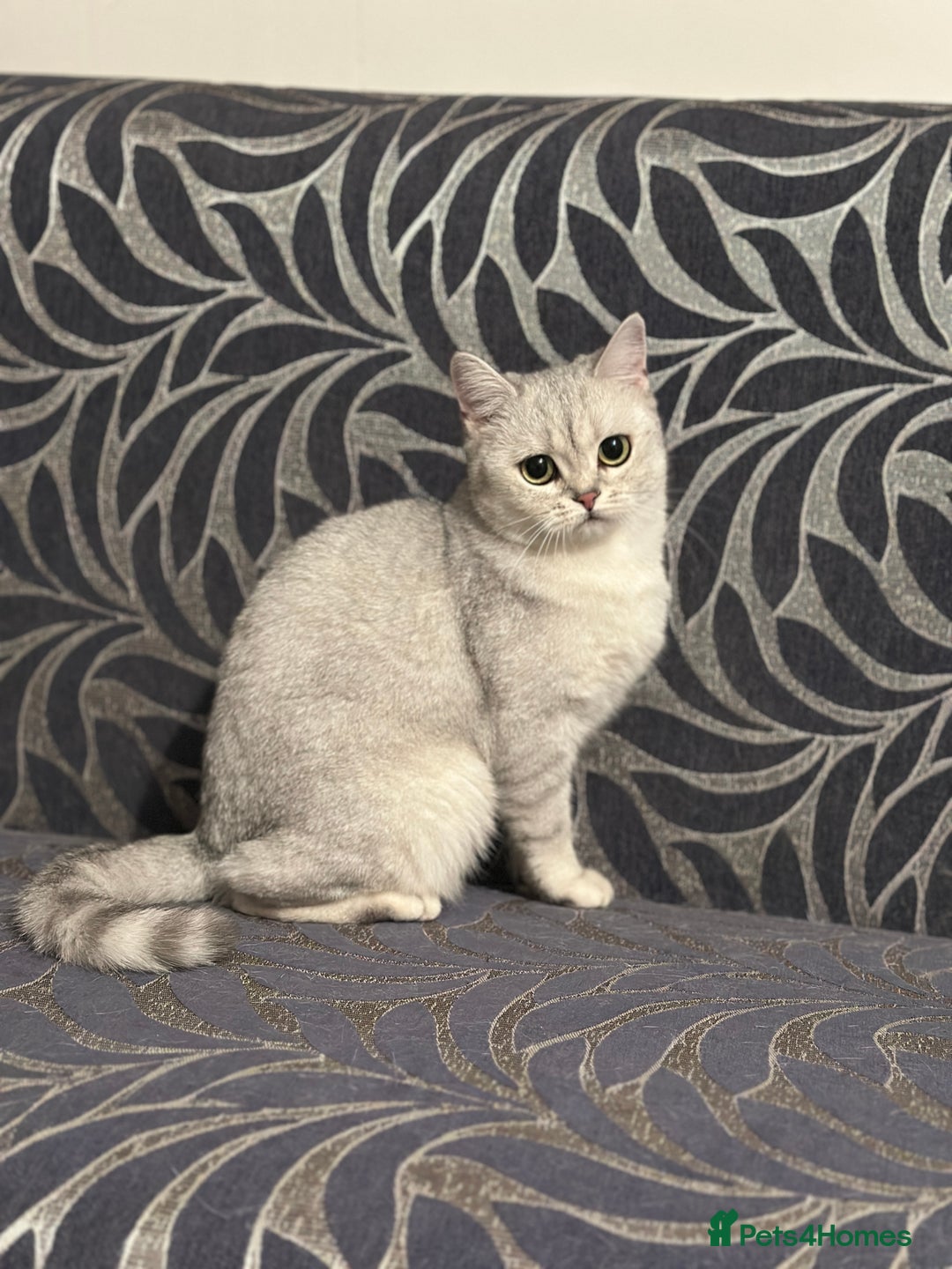 Brazilian Shorthair cats for sale: British Short Hair For Sale - Image 4