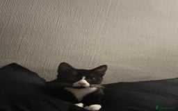 Mixed Breed cats for sale:  Sweet Kitten Looking for Home - Image 1