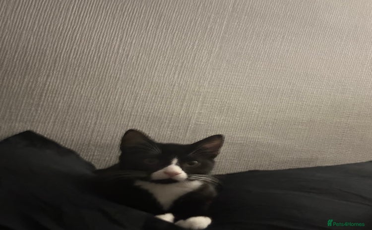 Mixed Breed cats for sale - Advert 1