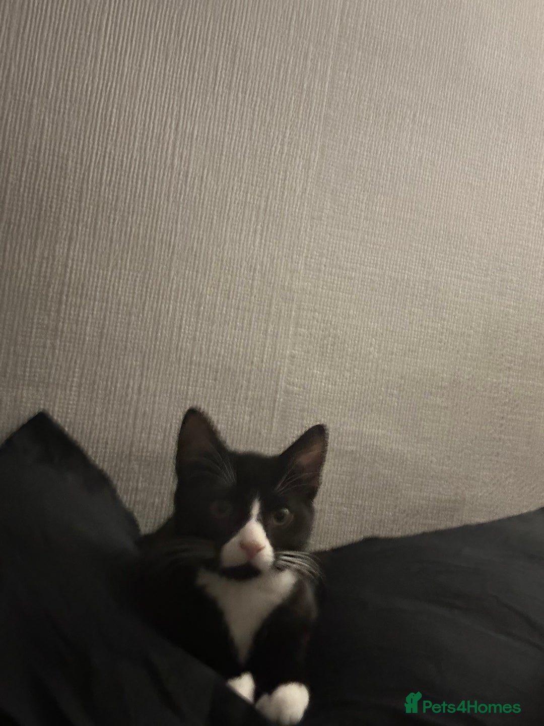 Mixed Breed cats for sale:  Sweet Kitten Looking for Home - Image 1