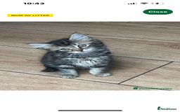 Mixed Breed cats for sale: Gorg loving kitties 4 the best homes only  - Image 4