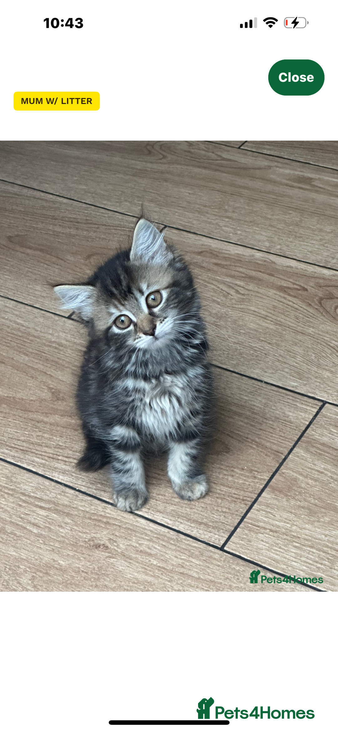 Mixed Breed cats for sale: Gorg loving kitties 4 the best homes only  - Image 4