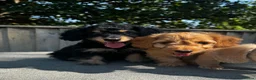 Doxiepoo dogs for sale: Doxiepoos Miniature dachshund x toy poodle  - Advert 4