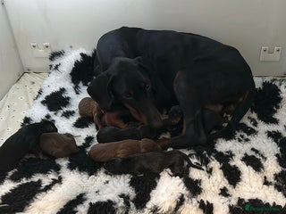 Dobermann dogs Ready now Black and Tan girls / health tested - Advert 6