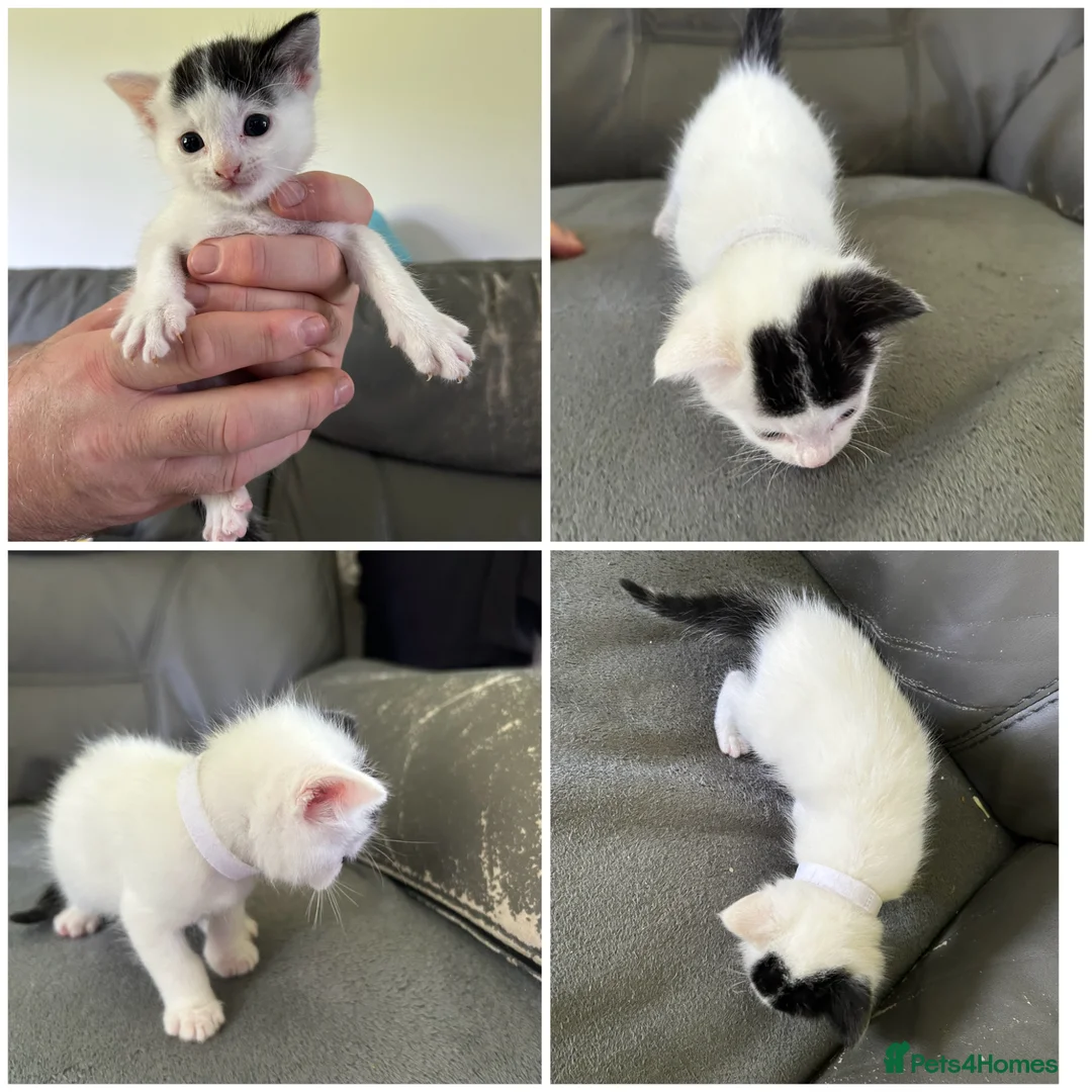 Domestic Shorthair cats for sale: Playful beautiful kittens  - Advert 2