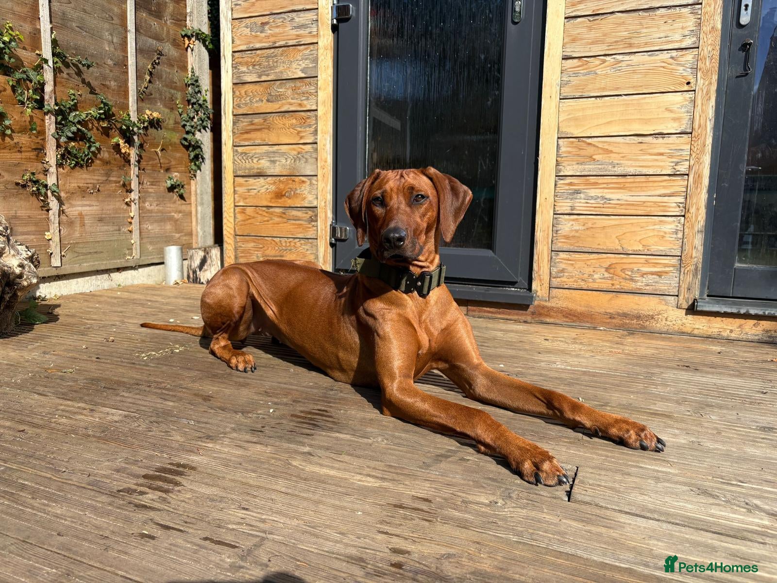 Rhodesian Ridgeback dogs Rhodesian Ridgeback Puppies European Pedigree - Advert 1