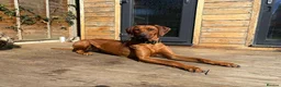 Rhodesian Ridgeback dogs for sale: Rhodesian Ridgeback Puppies European Pedigree - Advert 8
