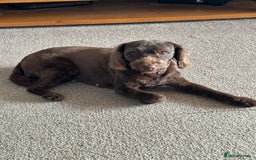 Cavapoo dogs for sale: £ negotiable for 5⭐️ Homes  Chocolate Cavapoos  - Image 18