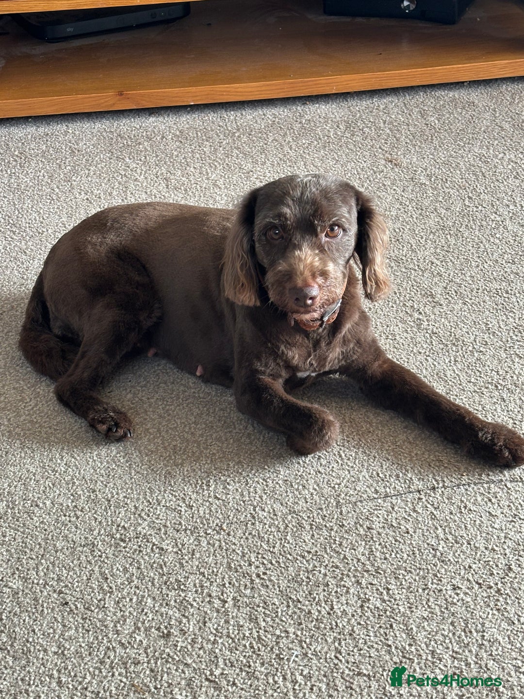 Cavapoo dogs for sale: £ negotiable for 5⭐️ Homes  Chocolate Cavapoos  - Image 18