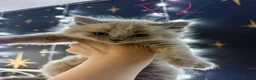 Ragdoll cats for sale: LAST FEMALE  - Advert 7