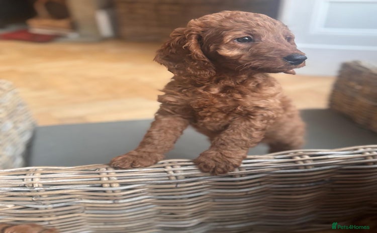 Cockapoo dogs - Advert 5