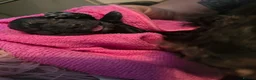 Shih Tzu dogs for sale: Beautiful Shih-tzu litter in Bellshill - Advert 18