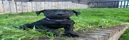 Labrador Retriever dogs for sale: Reduced Happy,Healthy,Beautiful Working Labrador  - Advert 10