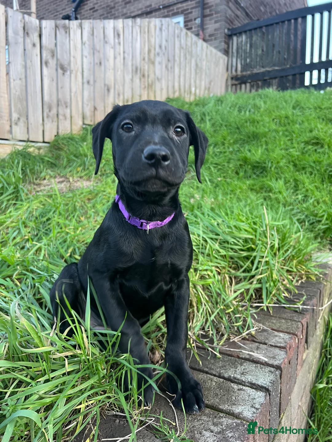 Labrador Retriever dogs for sale: Unique Happy,Healthy beautiful angels well trained - Advert 7