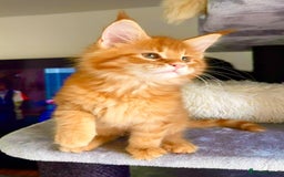 Maine Coon cats for sale: Mane Coon XXXL - Advert 14