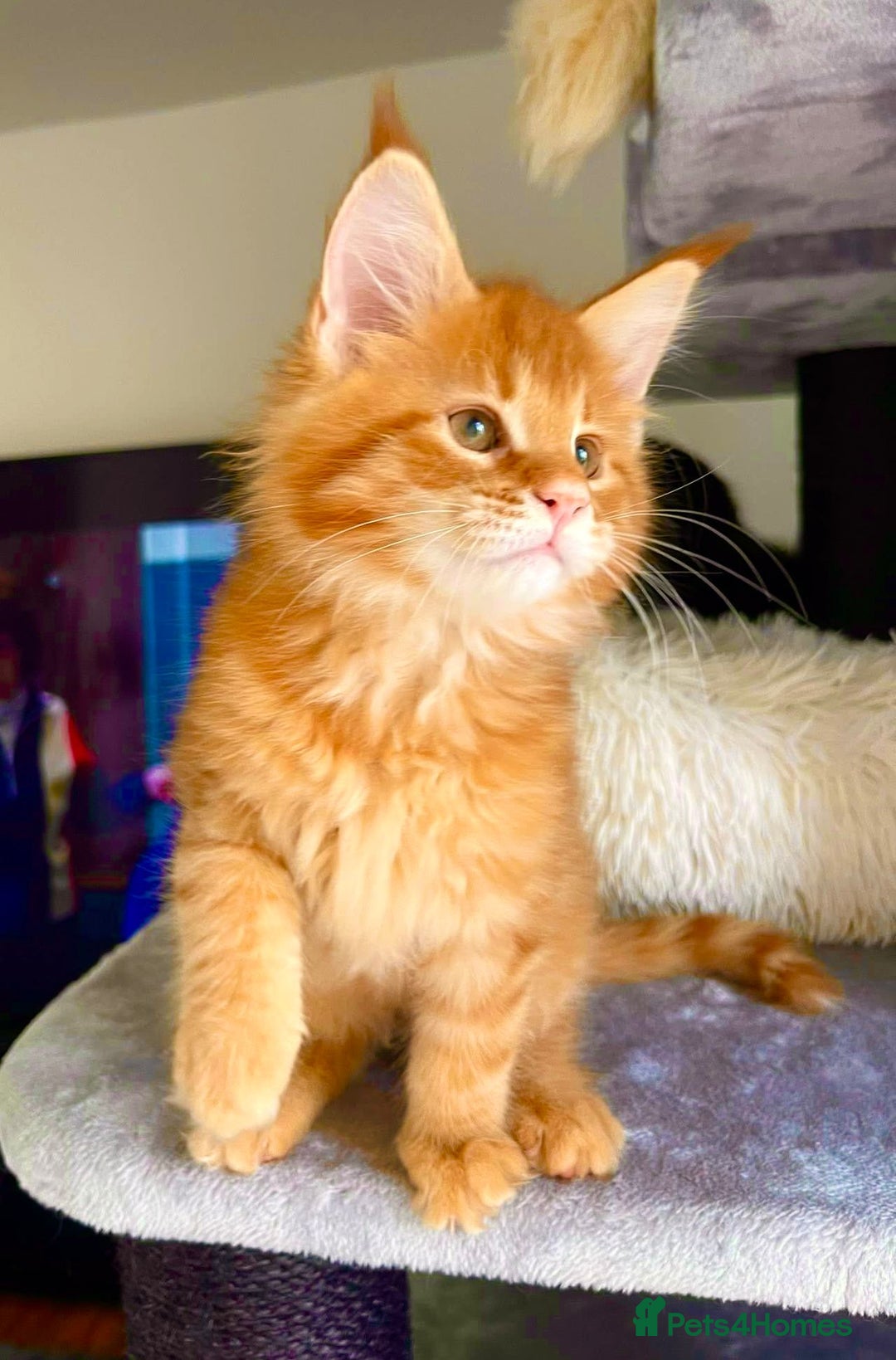 Maine Coon cats for sale: Mane Coon XXXL - Advert 14