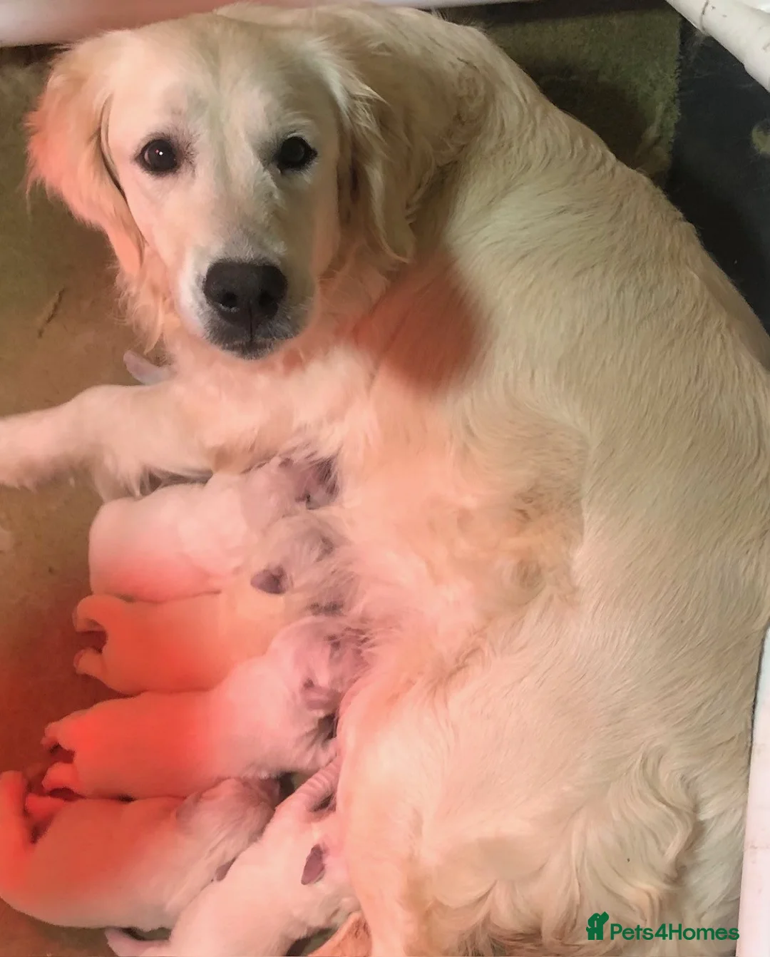 Golden Retriever dogs for sale: Super, chunky cream Goldie pups - Advert 2
