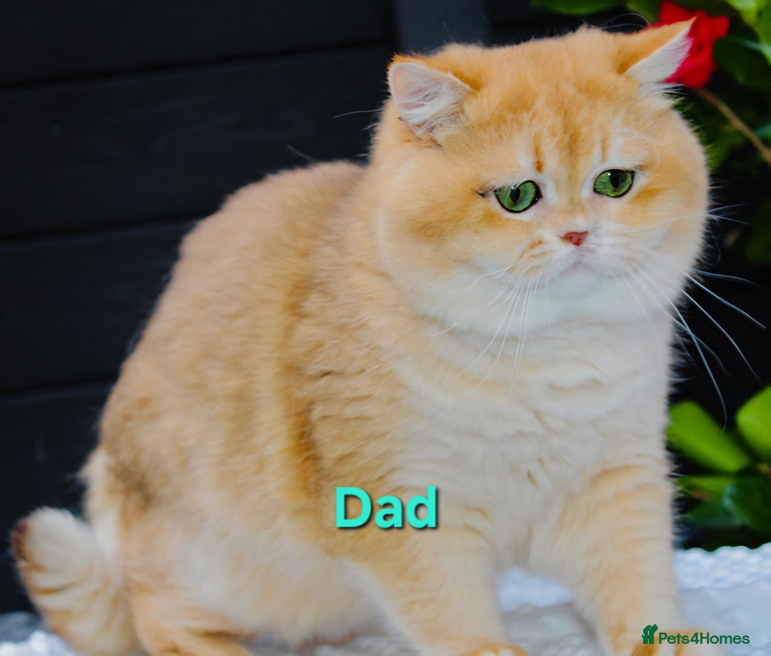 British Shorthair cats for sale: Golden Chinchilla Kittens TICA - Image 8