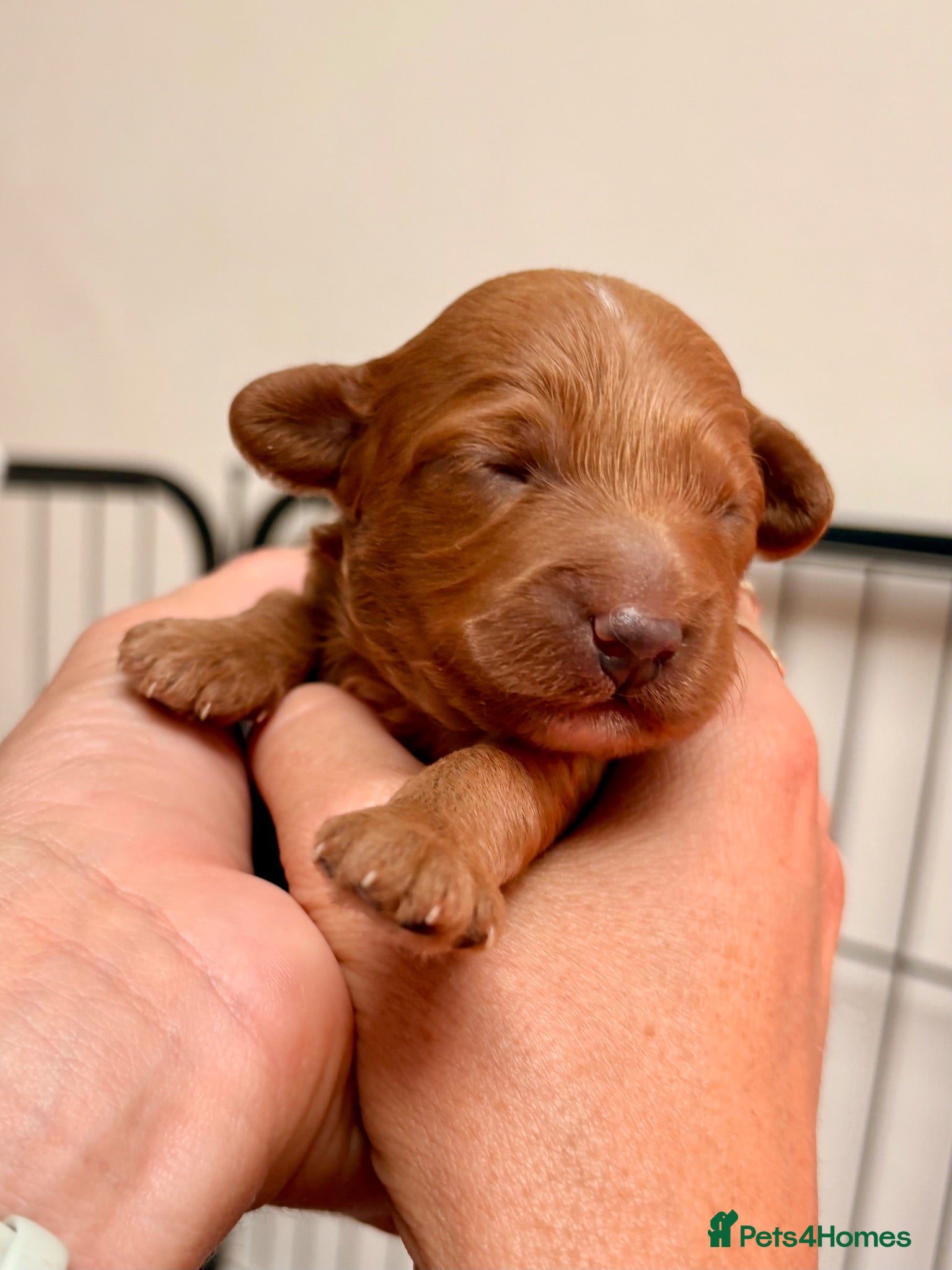 Cavapoo dogs Florence’s Beautiful Red F1b Cavapoo Boys 💙 - Advert 2