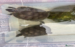 Terrapin reptiles for sale: Terrapins - Image 14
