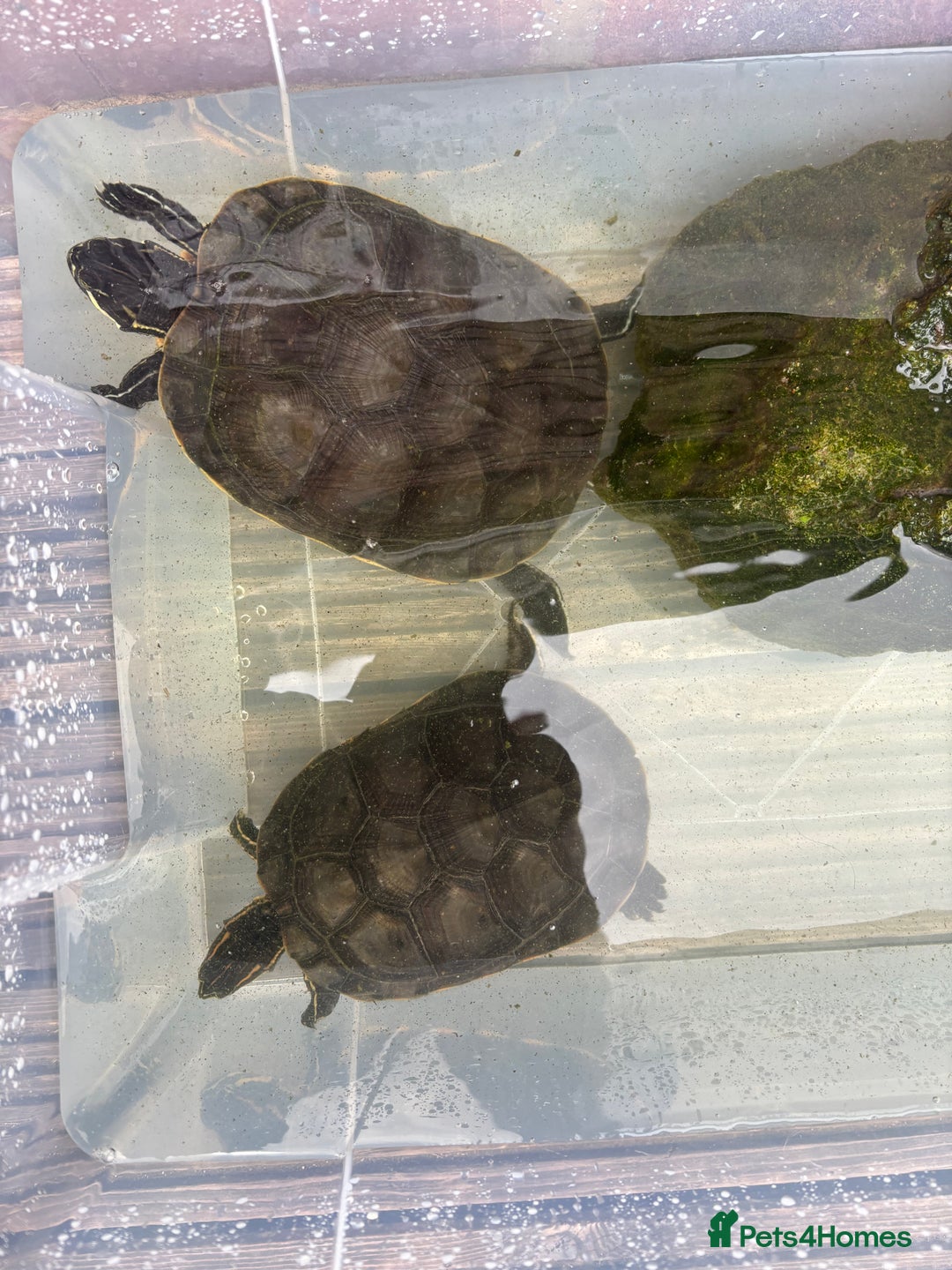 Terrapin reptiles for sale: Terrapins - Image 14