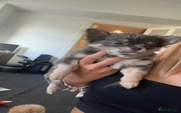 Chihuahua dogs for sale: NOW SOLD KCreg Longhair chiChamp/russian Line in Stevenston - Image 32