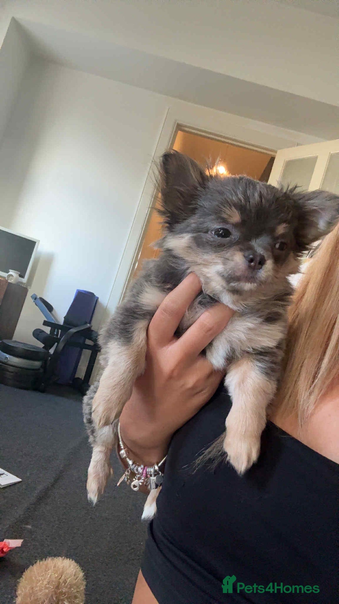 Chihuahua dogs for sale: NOW SOLD KCreg Longhair chiChamp/russian Line in Stevenston - Image 32