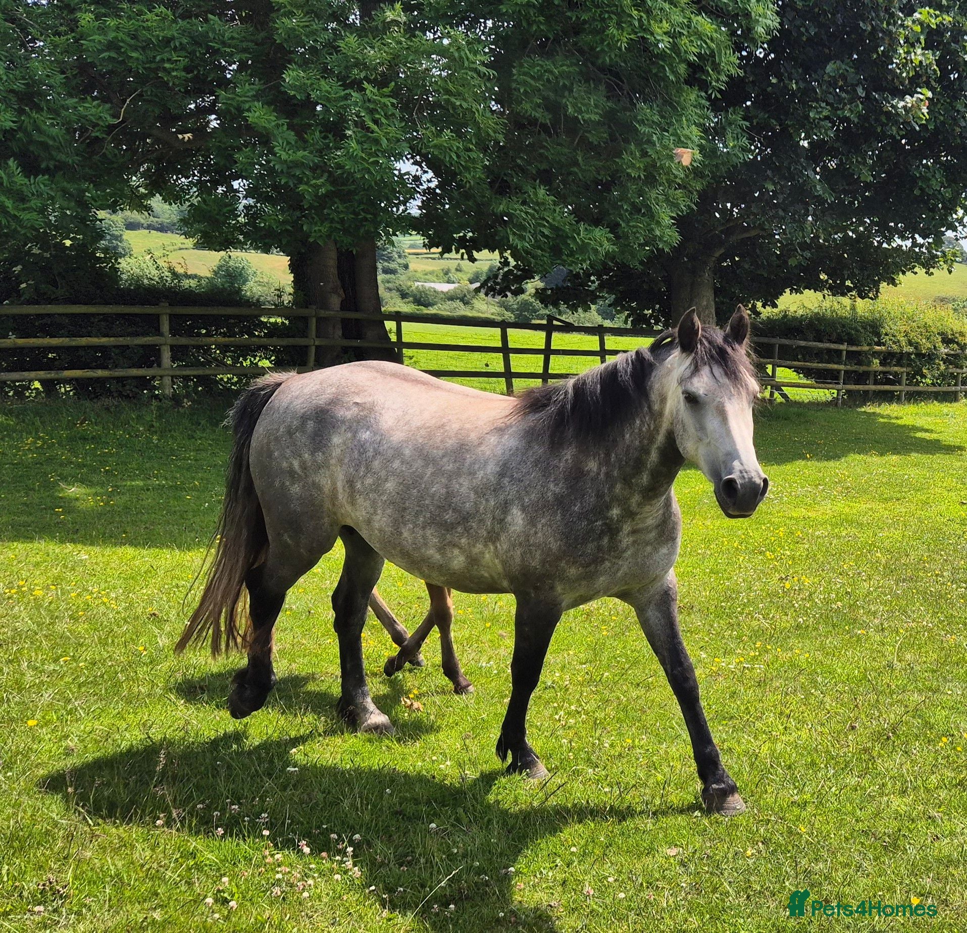 Connemara horses Unbroken 4yo mare - Advert 1