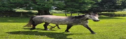 Connemara horses for sale: Unbroken 4yo mare - Advert 1