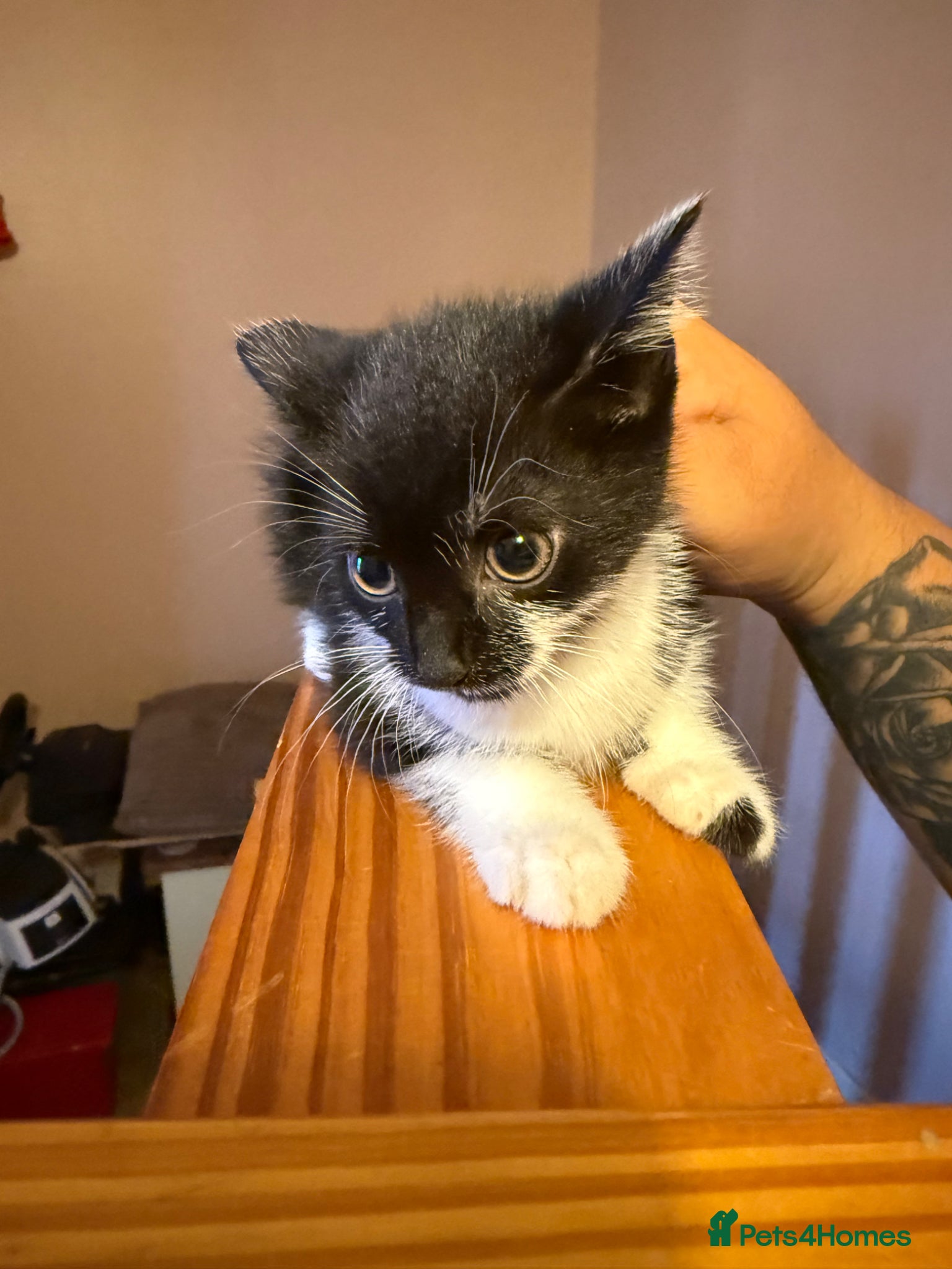 Mixed Breed Kitten 3