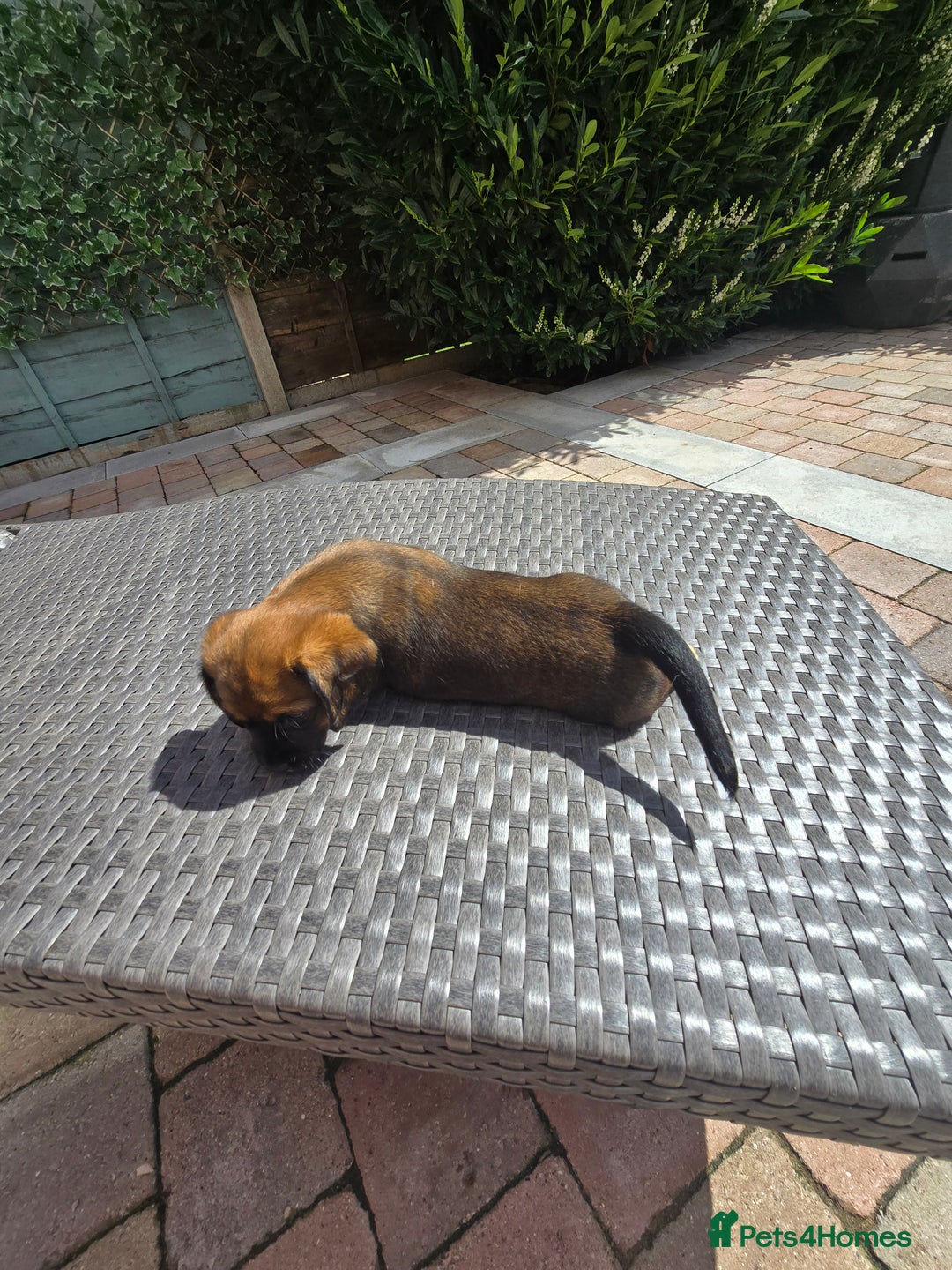 Mixed Breed dogs for sale: Very loving puppies looking for their forever home - Image 5