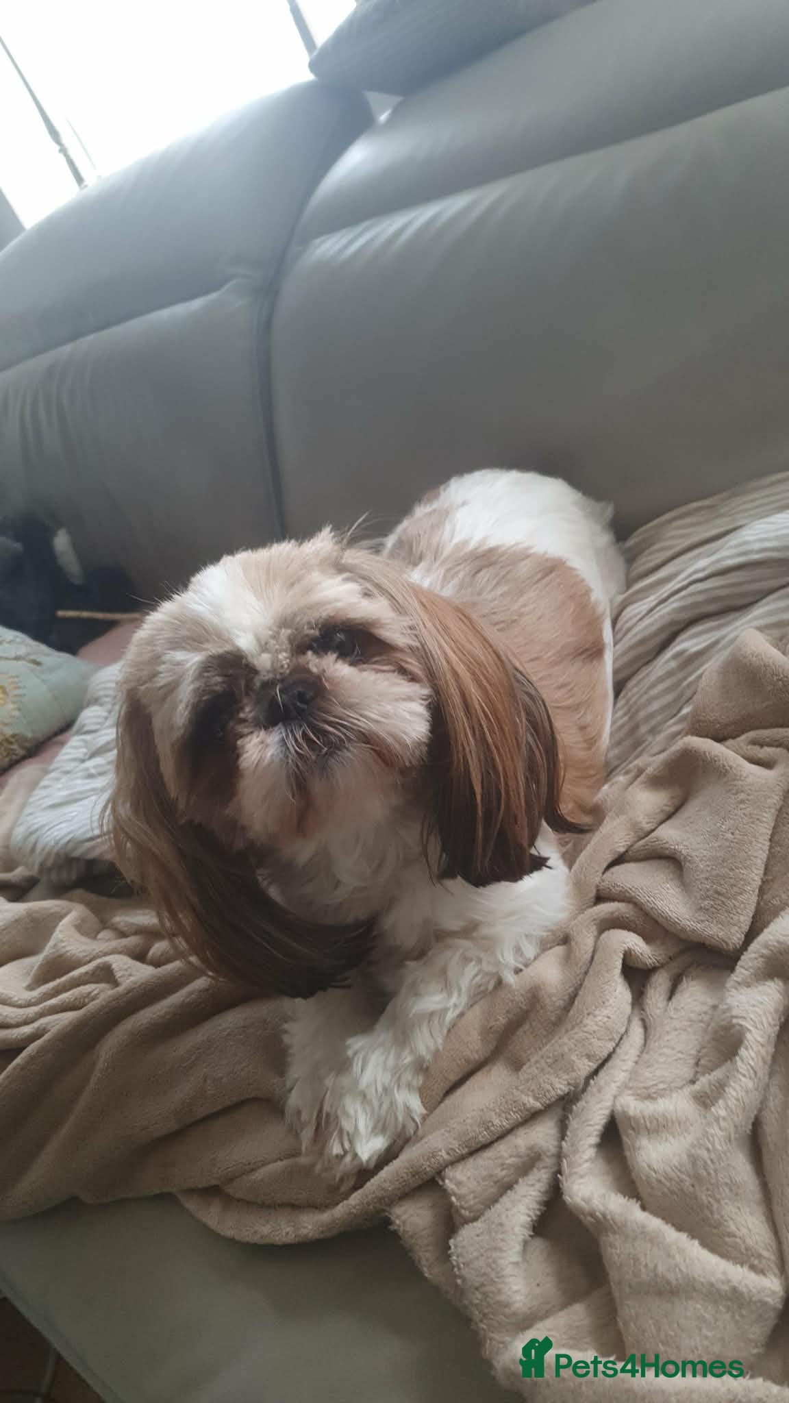 Shih Tzu dogs Beautiful Shih Tzu puppies  - Advert 1