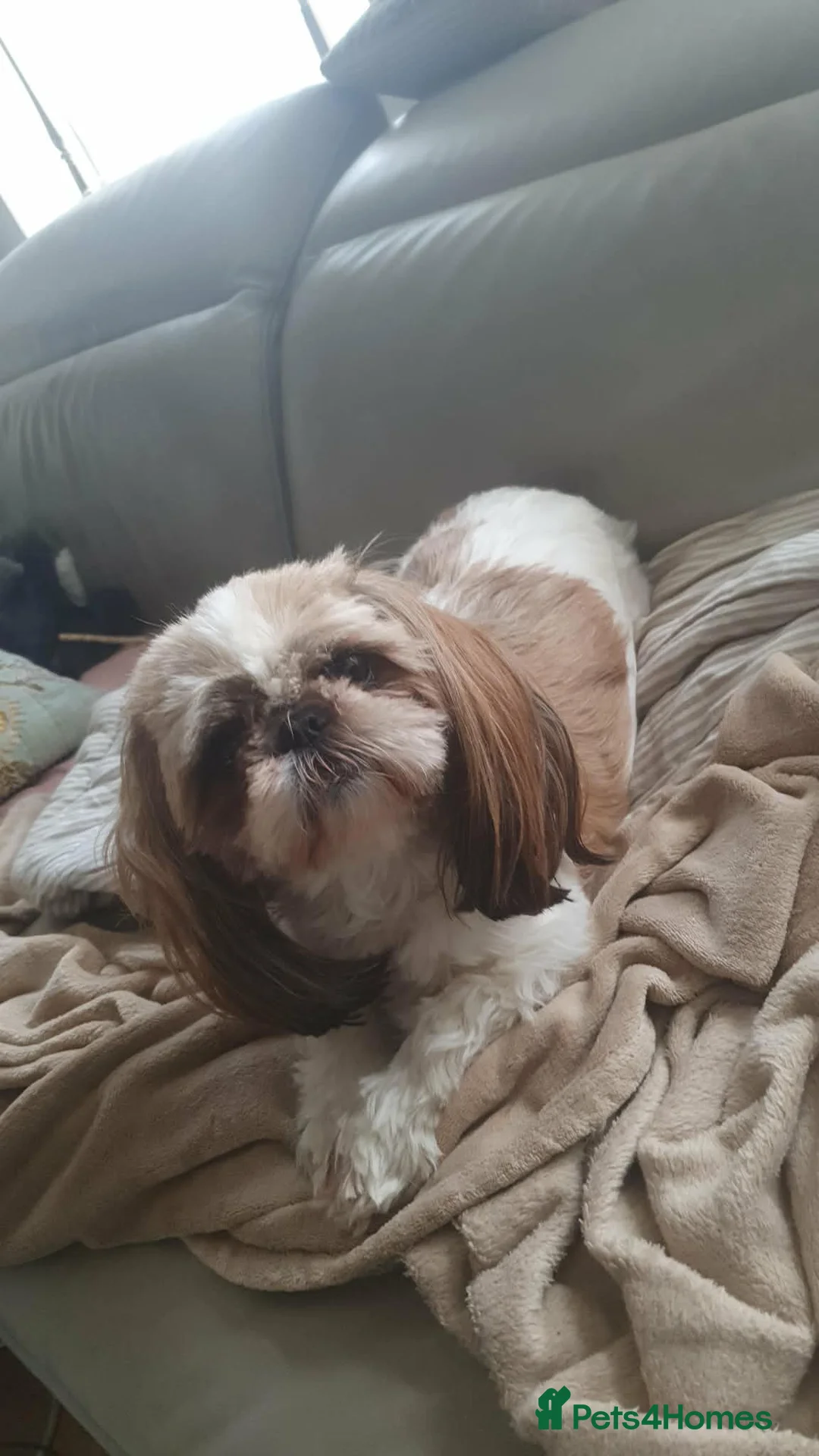 Shih Tzu dogs for sale: Beautiful Shih Tzu puppies  in Sutton - Advert 1