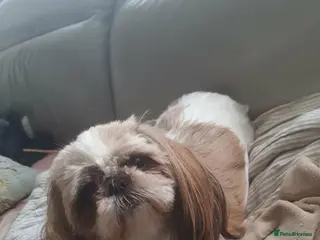 Shih Tzu dogs Beautiful Shih Tzu puppies - Advert 1