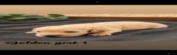 Golden Retriever dogs for sale: Stunning golden Retrever puppy’s  in Durham - Advert 4