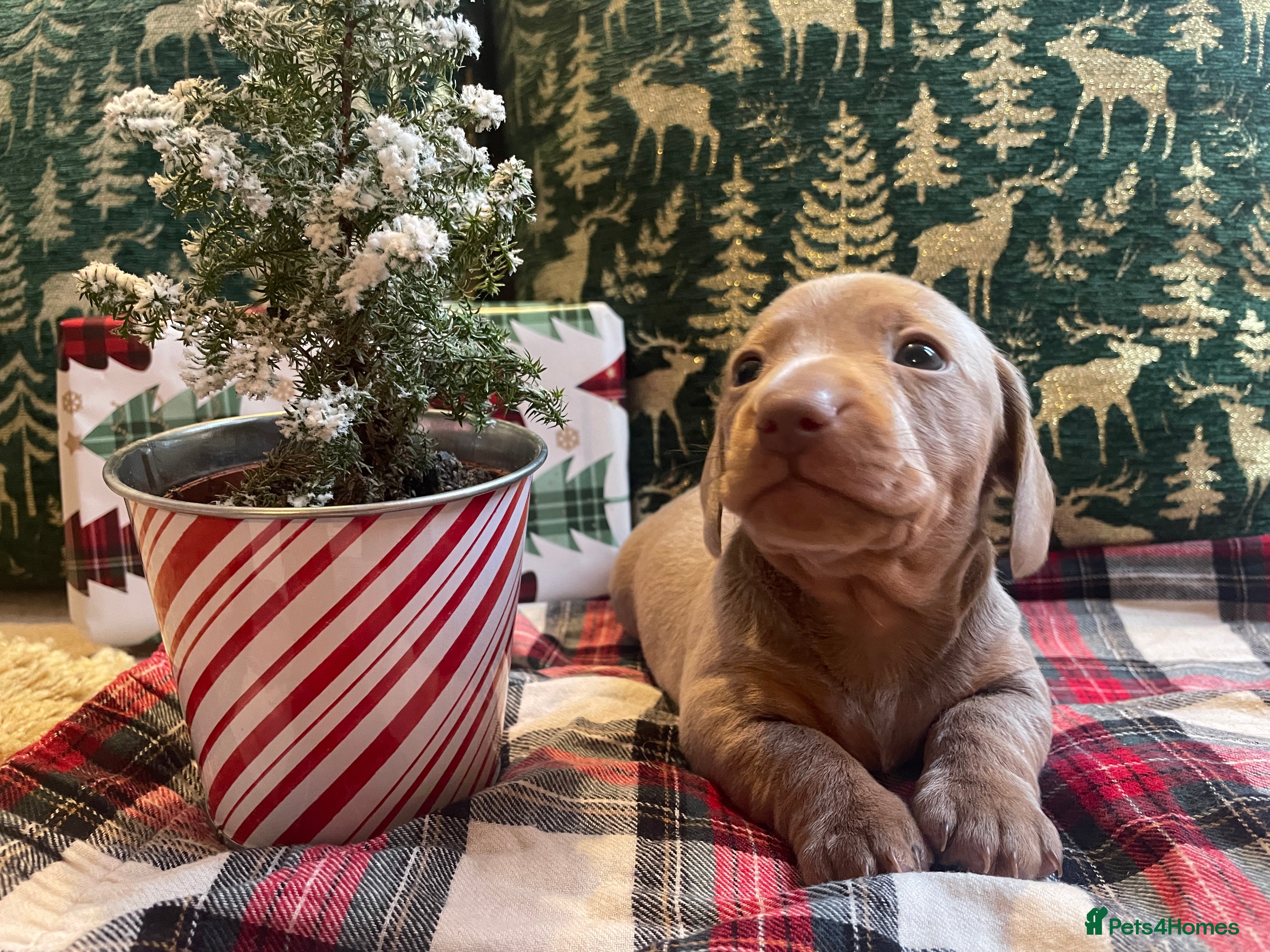 Miniature Dachshund dogs Kc Reg smooth hair miniature dachshund - Advert 14