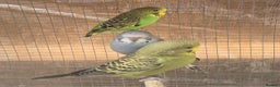 Lovebirds birds for sale: Love bird and breeding pairs of Budgies  - Advert 21