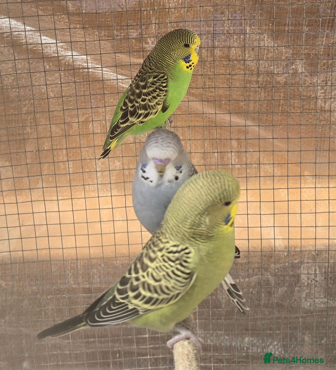 Lovebirds birds for sale: Love bird and breeding pairs of Budgies  - Advert 21