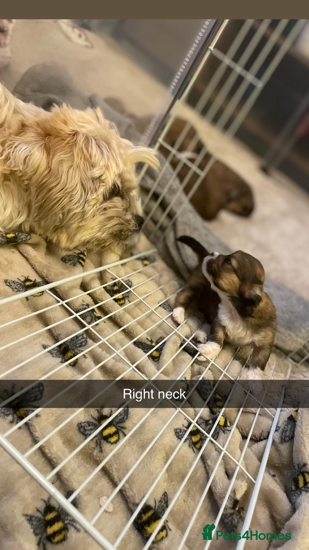 Lhasa Apso dogs for sale: 4 stunning pedigree Lhasa apsos for sale  - Image 10