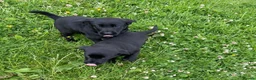 Labrador Retriever dogs for sale: Labrador puppies  - Advert 4