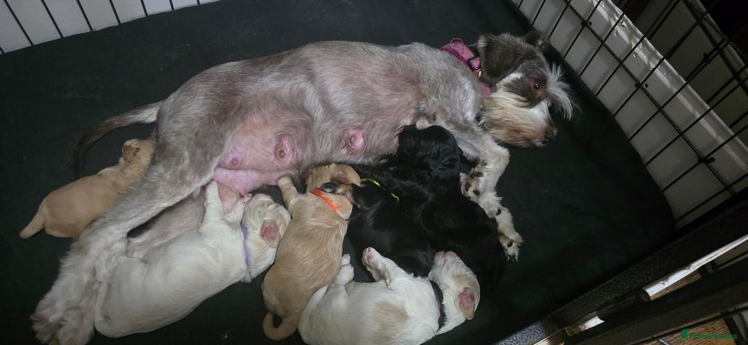 Mixed Breed dogs for sale: Beautiful Miniature Schnoodles  - Image 8