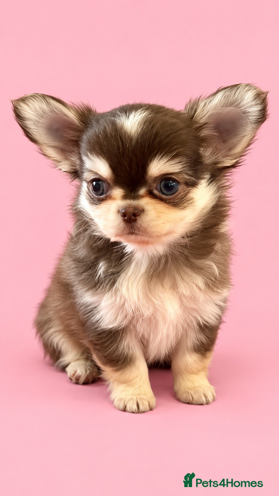 Chihuahua dogs 🤎🐾🖤Exotic LC RKC Husky Marking Boys🖤🐾🤎 - Advert 2