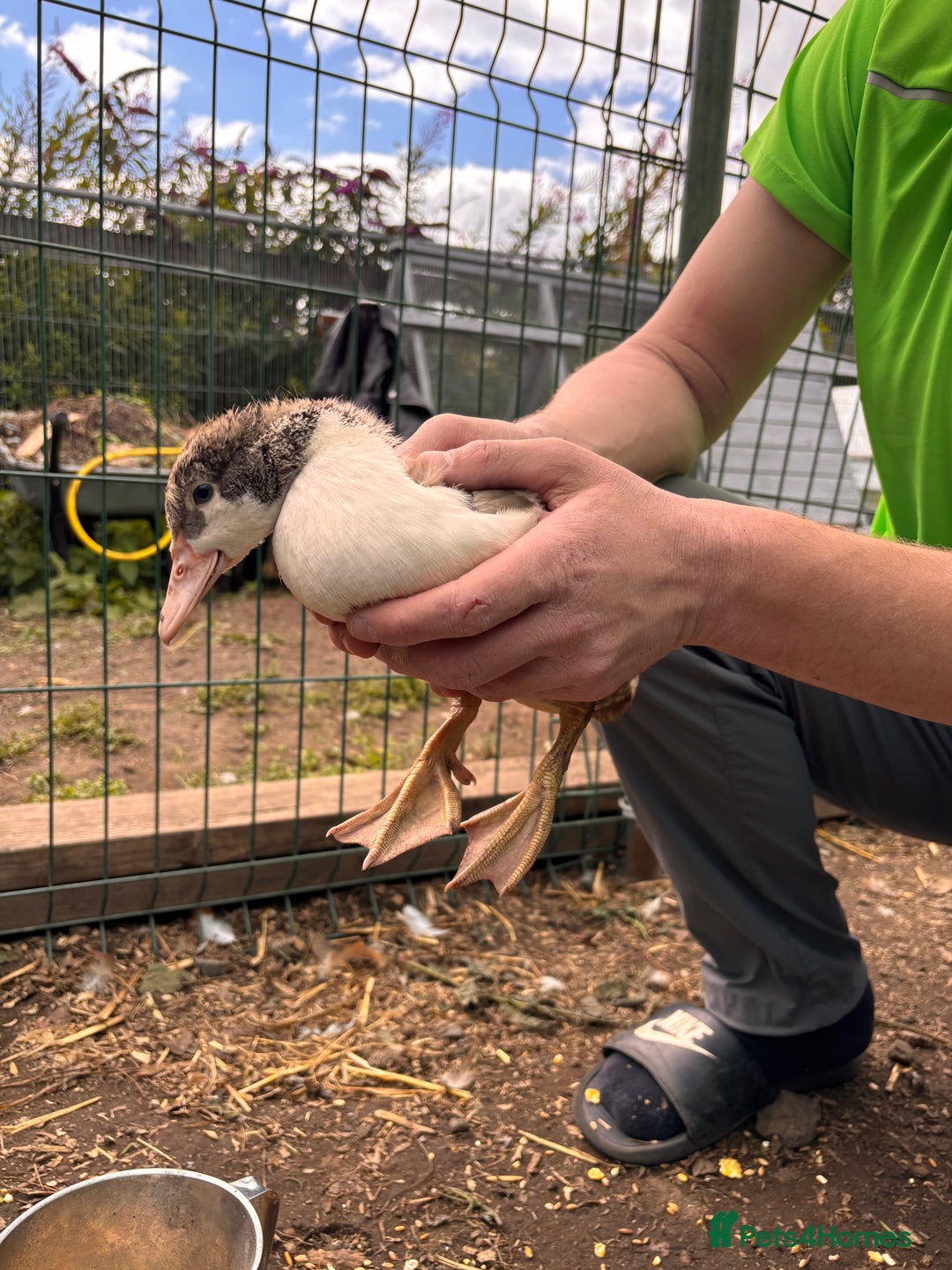 Ducks poultry for sale: Gorgeous and Muscovy ducklings - Image 3