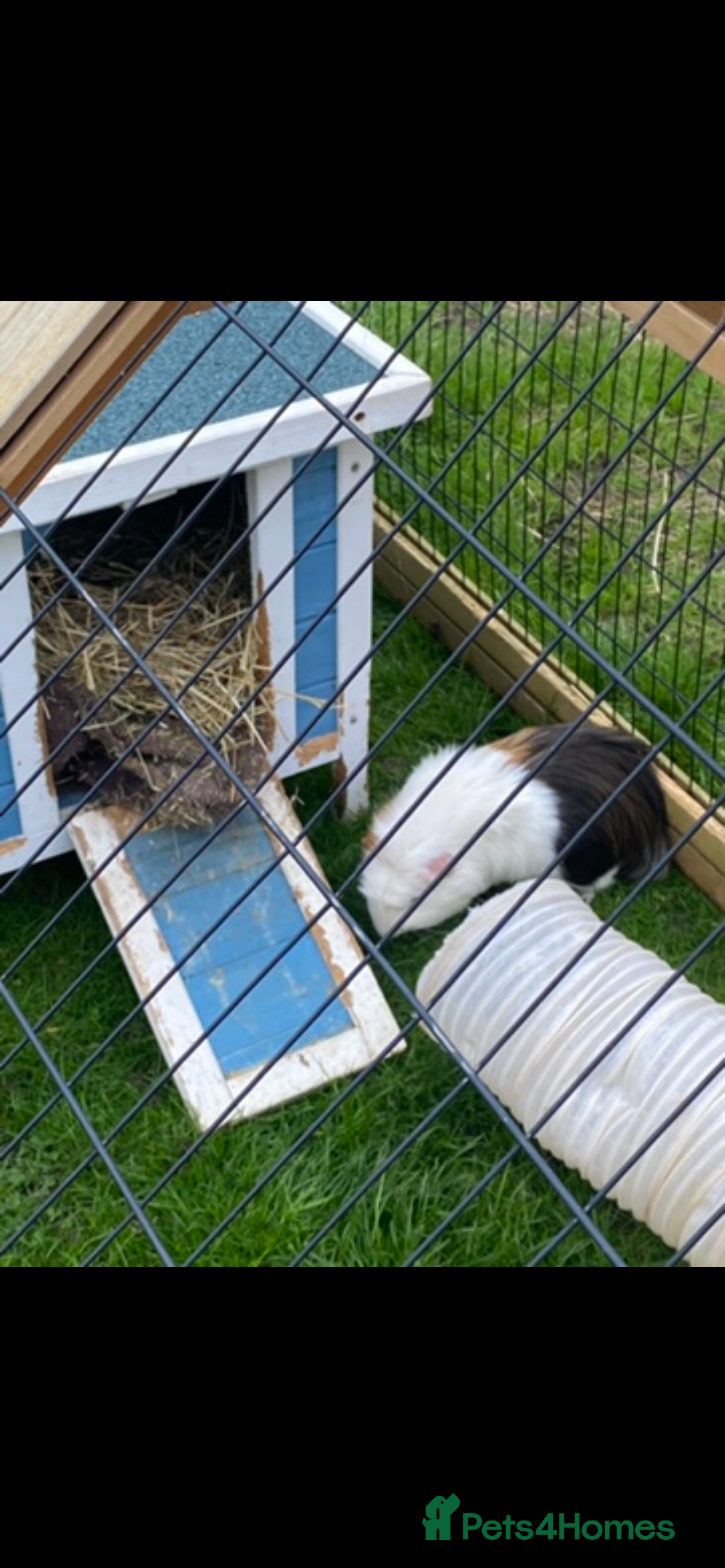 Guinea Pig rodents Guinea pig - Advert 6