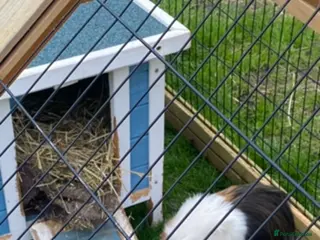 Guinea Pig rodents Guinea pig - Advert 17