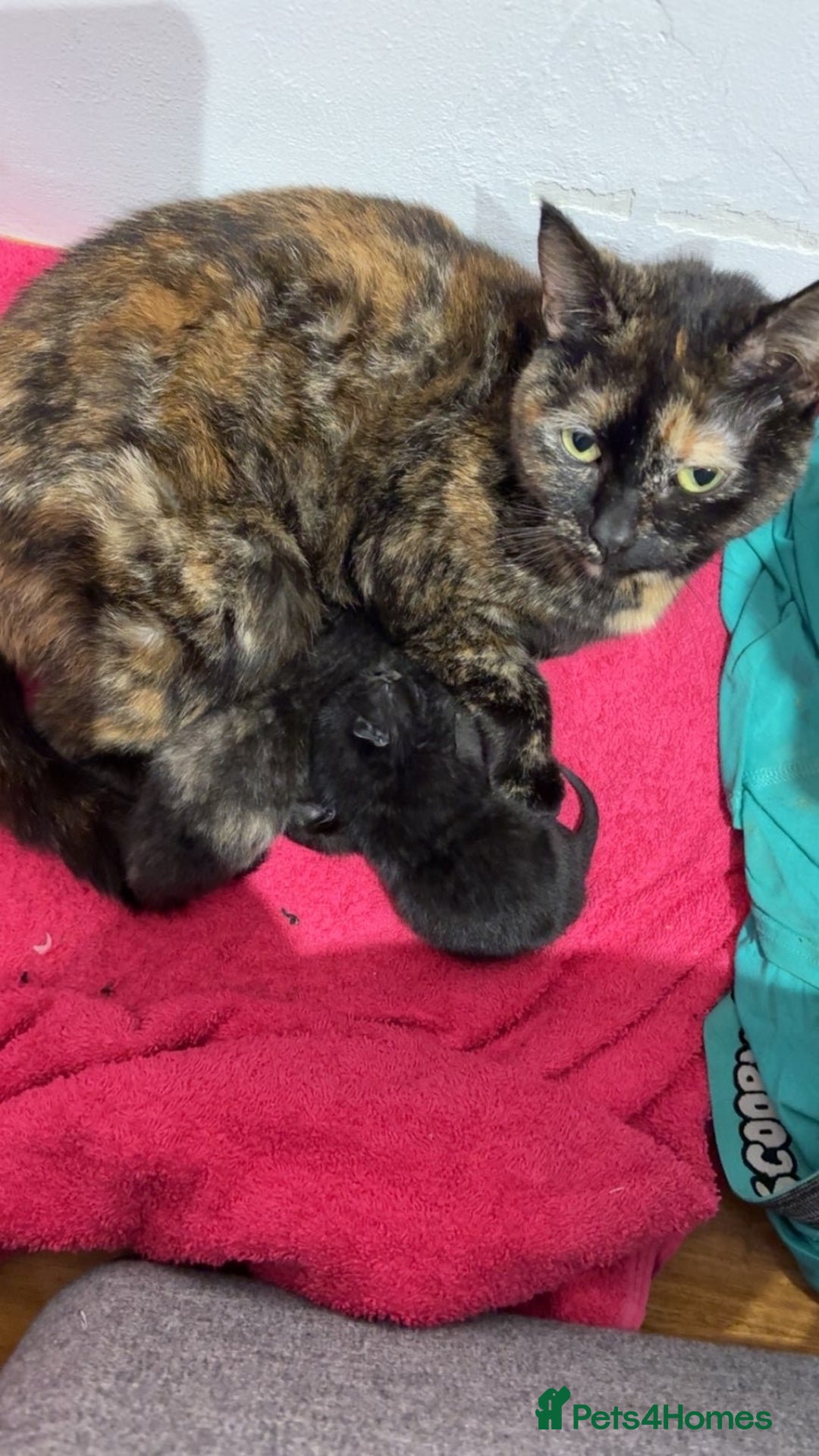 Mixed Breed cats for sale: 3 kittens 2 girls 1 boy  - Advert 6