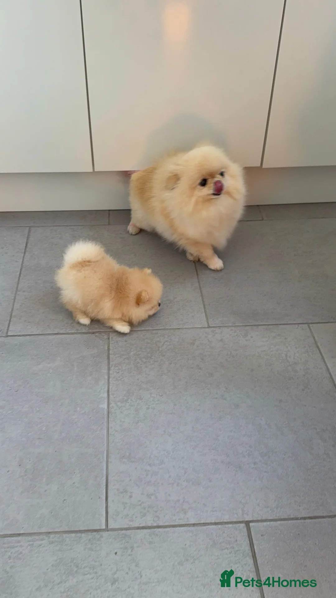 Pomeranian dogs for sale: 💙CUTEST💙 ** 🧸POMERANIAN💙BOY FOR SALE💙 - Advert 10