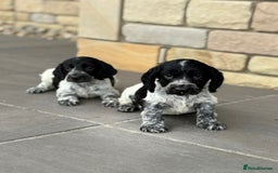 Cocker Spaniel dogs for sale: Gorgeous Cocker Spaniel Litter - Image 10