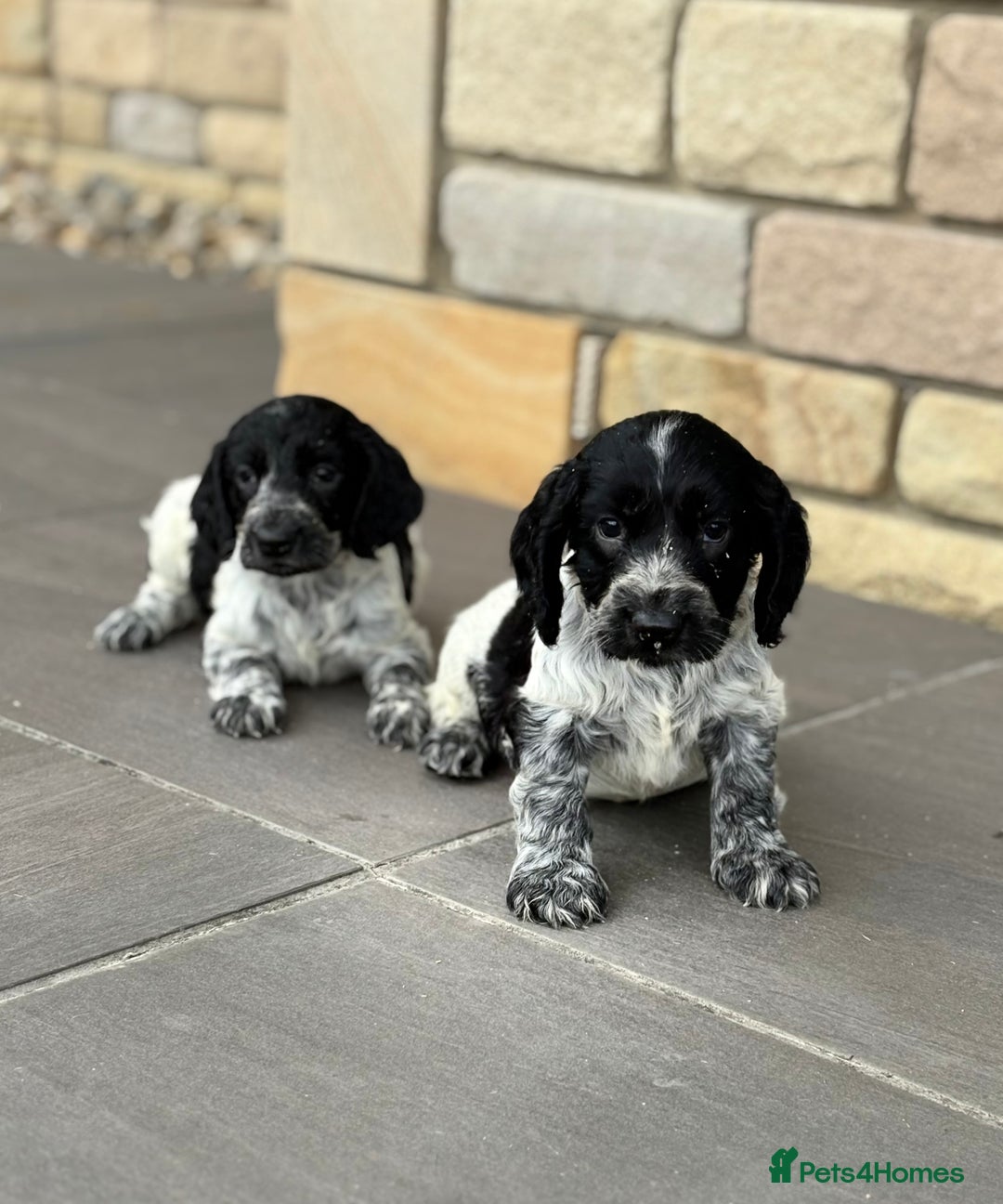 Cocker Spaniel dogs for sale: Gorgeous Cocker Spaniel Litter - Image 10